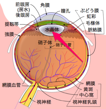 黒目の輪郭がなんとなく白っぽくぼやけてきた気がする 視力改善ポータルeye 黒目の輪郭がなんとなく白っぽくぼやけてきた気がする 視力改善ポータルeye
